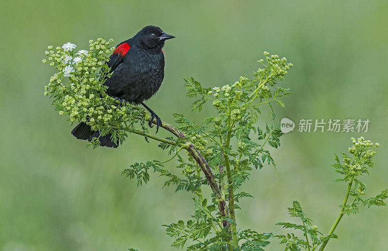 红翼黑鹂(Agelaius phoenicus)是黄鹂科的一种雀形目鸟类，在北美大部分地区和中美洲大部分地区都有发现。雀形目。肖伦伯格公园，索诺玛县，加利福尼亚州。